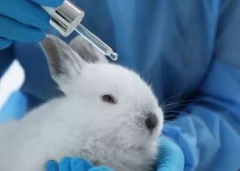 Câmara Aprova Proibição De Testes Em Animais: Novo Marco Para A Indústria De Cosméticos No Brasil Gazeta Mercantil - Política